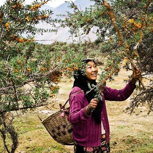 Organix Ladakh Seabuckthorn Cream - Image 4